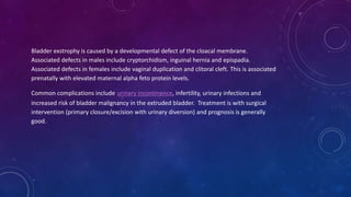 Bladder exstrophy is caused by a developmental defect of the cloacal membrane.
Associated defects in males include cryptorchidism, inguinal hernia and epispadia.
Associated defects in females include vaginal duplication and clitoral cleft. This is associated
prenatally with elevated maternal alpha feto protein levels.
Common complications include urinary incontinence, infertility, urinary infections and
increased risk of bladder malignancy in the extruded bladder. Treatment is with surgical
intervention (primary closure/excision with urinary diversion) and prognosis is generally
good.
 