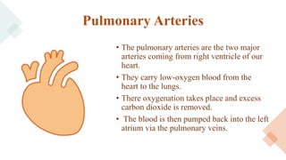 Pulmonary Arteries
• The pulmonary arteries are the two major
arteries coming from right ventricle of our
heart.
• They carry low-oxygen blood from the
heart to the lungs.
• There oxygenation takes place and excess
carbon dioxide is removed.
• The blood is then pumped back into the left
atrium via the pulmonary veins.
 