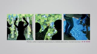 Plantar, colher e espremer para produzir a bebida feita com a Incrível Uva Azul. 
 