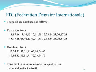 FDI (Federation Dentaire Internationale)
 The teeth are numbered as follows:
 Permanent teeth
18,17,16,15,14,13,12,11,21,22,23,24,25,26,27,28
48,47,46,45,44,43,42,41,31,32,33,34,35,36,37,38
 Deciduous teeth
55,54,53,52,51,61,62,63,64,65
85,84,83,82,81,71,72,73,74,75
 Thus the first number denotes the quadrant and
second denotes the tooth. 42
 