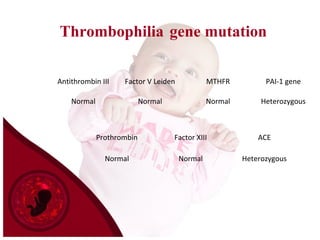 Thrombophilia gene mutation
Prothrombin Factor XIII ACE
Normal Normal Heterozygous
Antithrombin III Factor V Leiden MTHFR PAI-1 gene
Normal Normal Normal Heterozygous
 