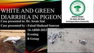 WHITE AND GREEN
DIARRHEA IN PIGEON
Case presented to: Dr. Awais Sial
Case presented by : Faisal Shahzad Somroo
14-ARID-2022
Evening
B Group
 