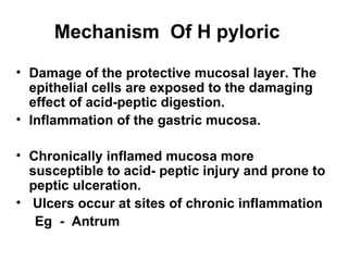 Mechanism  Of H pyloric Damage of the protective mucosal layer. The epithelial cells are exposed to the damaging effect of acid-peptic digestion. Inflammation of the gastric mucosa. Chronically inflamed mucosa more susceptible to acid- peptic injury and prone to peptic ulceration. Ulcers occur at sites of chronic inflammation  Eg  -  Antrum 