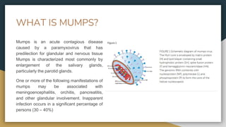 WHAT IS MUMPS?
Mumps is an acute contagious disease
caused by a paramyxovirus that has
predilection for glandular and nervous tissue
Mumps is characterized most commonly by
enlargement of the salivary glands,
particularly the parotid glands.
One or more of the following manifestations of
mumps may be associated with
meningoencephalitis, orchitis, pancreatitis,
and other glandular involvement. Inapparent
infection occurs in a significant percentage of
persons (30 – 40%)
 