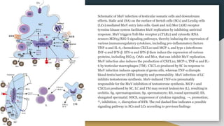 Schematic of MuV infection of testicular somatic cells and downstream
effects. Sialic acid (SA) on the surface of Sertoli cells (SCs) and Leydig cells
(LCs) mediated MuV entry into cells. Gas6 and Axl/Mer (AM) receptor
tyrosine kinase system facilitates MuV replication by inhibiting antiviral
response. MuV triggers Toll-like receptor 2 (TLR2) and cytosolic RNA
sensors MDA5/RIG-I signaling pathways, thereby inducing the expression of
various immunoregulatory cytokines, including pro-inflammatory factors
TNF-α and IL-6, chemokines CXCL10 and MCP-1, and type 1 interferons
INF-α and IFN-β. IFN-α and IFN-β then induce the expression of various
proteins, including ISG15, OAS1 and Mx1, that can inhibit MuV replication.
MuV infection also induces the production of CXCL10, MCP-1, TNF-α and IL-
6 by testicular macrophages (TM). CXCL10 produced by SC in response to
MuV infection induces apoptosis of germ cells, whereas TNF-α disrupts
blood-testis barrier (BTB) integrity and permeability. MuV infection of LC
inhibits testosterone synthesis. MuV-induced TNF-α is presumably
responsible for the MuV inhibition of testosterone synthesis. MCP-1 and
CXCL10 produced by SC, LC and TM may recruit leukocytes (L), resulting in
orchitis. Sg, spermatogonium; Sp, spermatocyte; RS, round spermatid; ES,
elongated spermatid. SOCS, suppressor of cytokine signaling. →, promotion;
┴, inhibition; ×, disruption of BTB. The red dashed line indicates a possible
signaling pathway in SCs and LCs according to previous findings
 