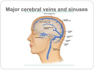 Major cerebral veins and sinuses
 