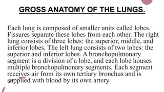 GROSS ANATOMY OF THE LUNGS.
Each lung is composed of smaller units called lobes.
Fissures separate these lobes from each other. The right
lung consists of three lobes: the superior, middle, and
inferior lobes. The left lung consists of two lobes: the
superior and inferior lobes. A bronchopulmonary
segment is a division of a lobe, and each lobe houses
multiple bronchopulmonary segments. Each segment
receives air from its own tertiary bronchus and is
supplied with blood by its own artery
 