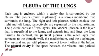 PLEURA OF THE LUNGS
Each lung is enclosed within a cavity that is surrounded by the
pleura. The pleura (plural = pleurae) is a serous membrane that
surrounds the lung. The right and left pleurae, which enclose the
right and left lungs, respectively, are separated by the mediastinum.
The pleurae consist of two layers. The visceral pleura is the layer
that is superficial to the lungs, and extends into and lines the lung
fissures. In contrast, the parietal pleura is the outer layer that
connects to the thoracic wall, the mediastinum, and the diaphragm.
The visceral and parietal pleurae connect to each other at the hilum.
The pleural cavity is the space between the visceral and parietal
layers.
 