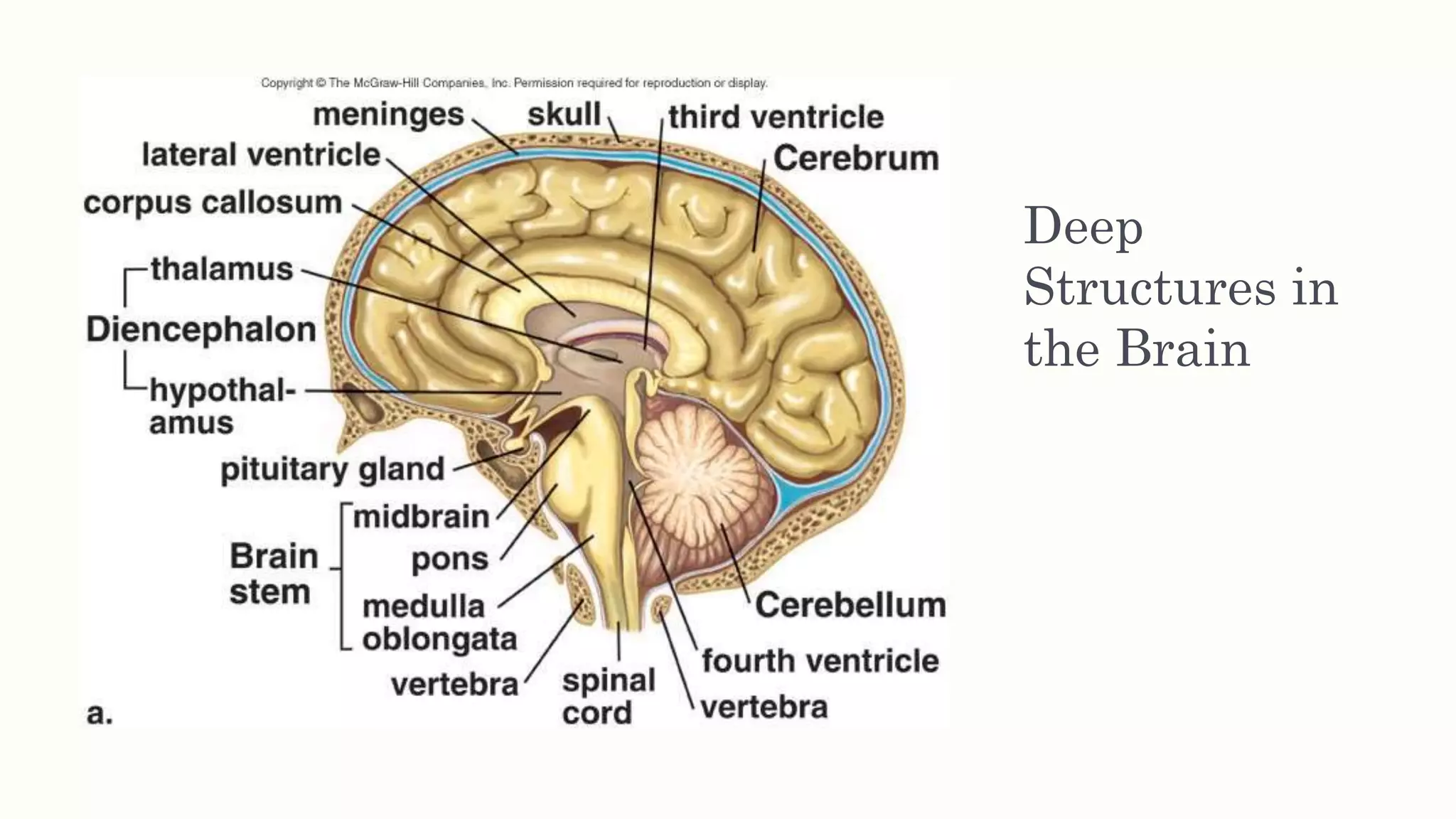 Deep
Structures in
the Brain
 