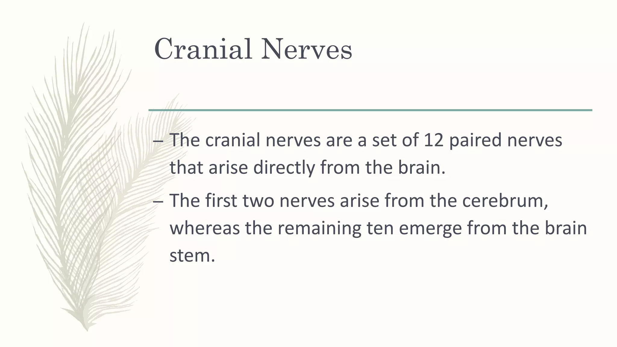 Cranial Nerves
– The cranial nerves are a set of 12 paired nerves
that arise directly from the brain.
– The first two nerves arise from the cerebrum,
whereas the remaining ten emerge from the brain
stem.
 
