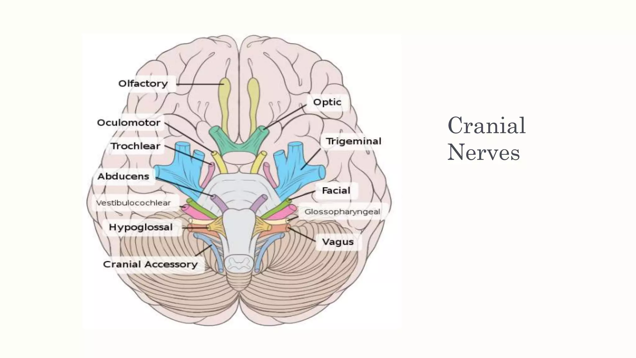 Cranial
Nerves
 
