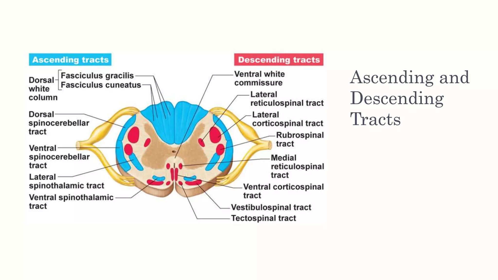 Ascending and
Descending
Tracts
 