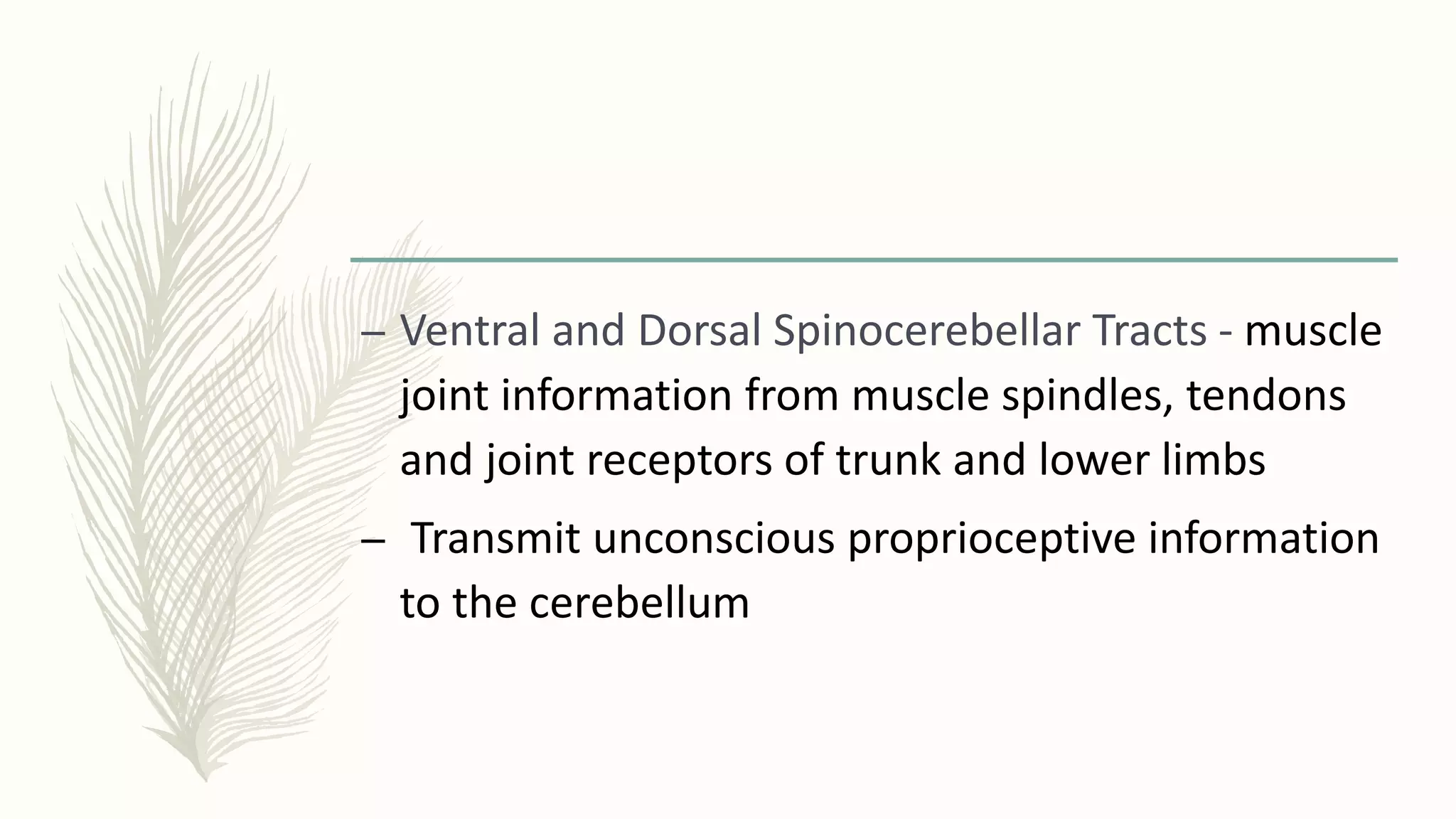 – Ventral and Dorsal Spinocerebellar Tracts - muscle
joint information from muscle spindles, tendons
and joint receptors of trunk and lower limbs
– Transmit unconscious proprioceptive information
to the cerebellum
 