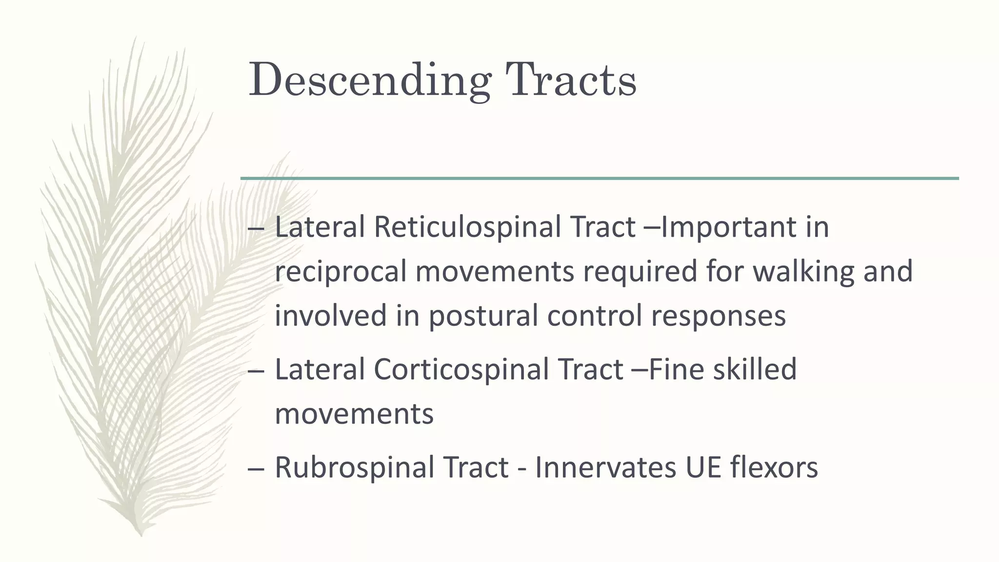 Descending Tracts
– Lateral Reticulospinal Tract –Important in
reciprocal movements required for walking and
involved in postural control responses
– Lateral Corticospinal Tract –Fine skilled
movements
– Rubrospinal Tract - Innervates UE flexors
 