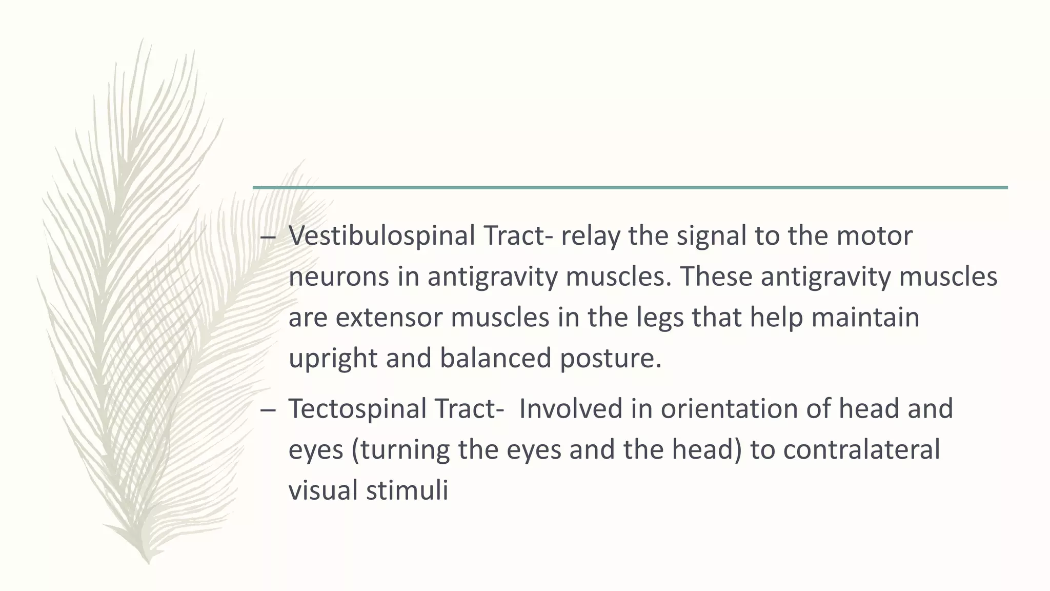 – Vestibulospinal Tract- relay the signal to the motor
neurons in antigravity muscles. These antigravity muscles
are extensor muscles in the legs that help maintain
upright and balanced posture.
– Tectospinal Tract- Involved in orientation of head and
eyes (turning the eyes and the head) to contralateral
visual stimuli
 
