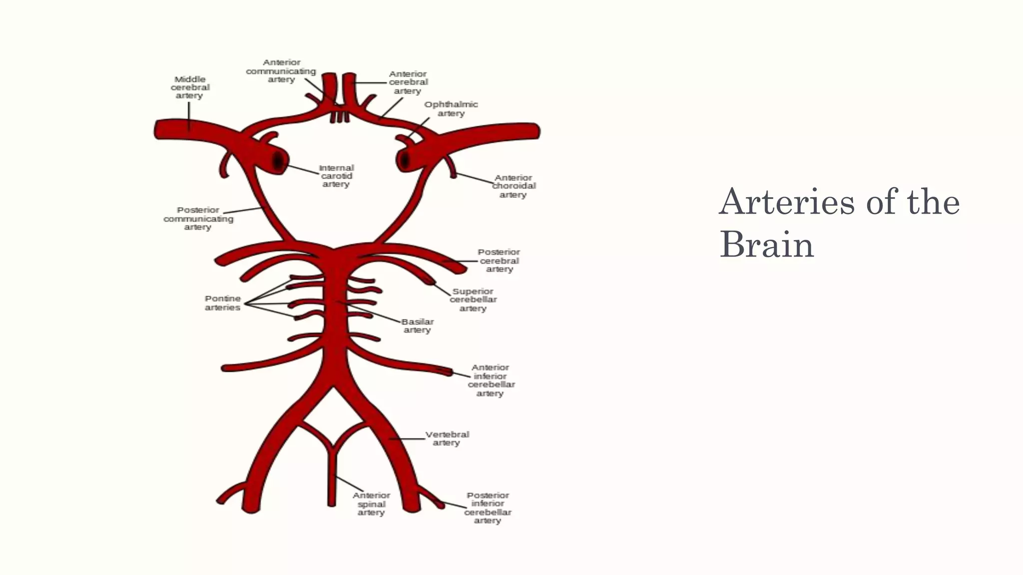 Arteries of the
Brain
 