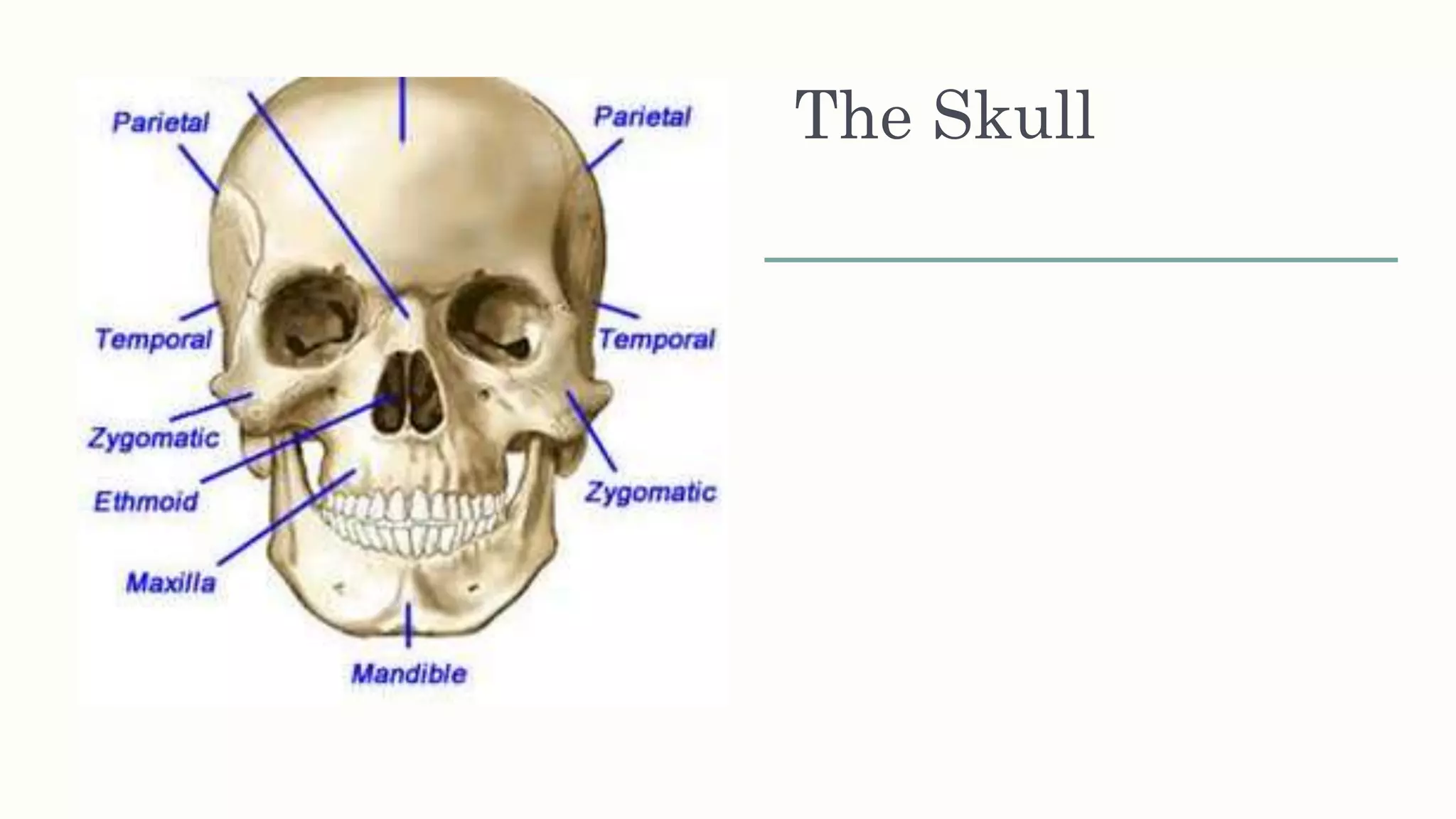 The Skull
 