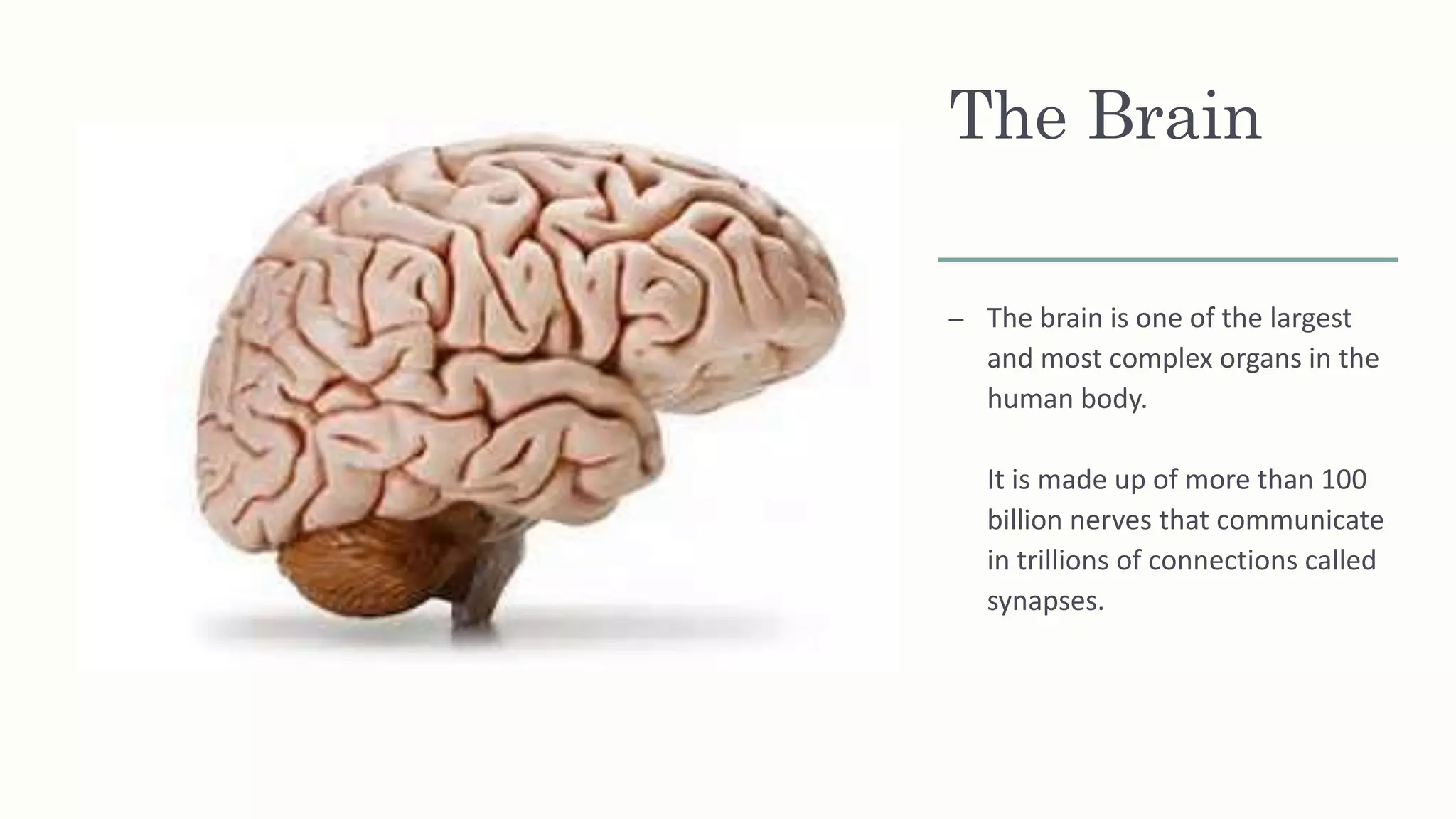 The Brain
– The brain is one of the largest
and most complex organs in the
human body.
It is made up of more than 100
billion nerves that communicate
in trillions of connections called
synapses.
 