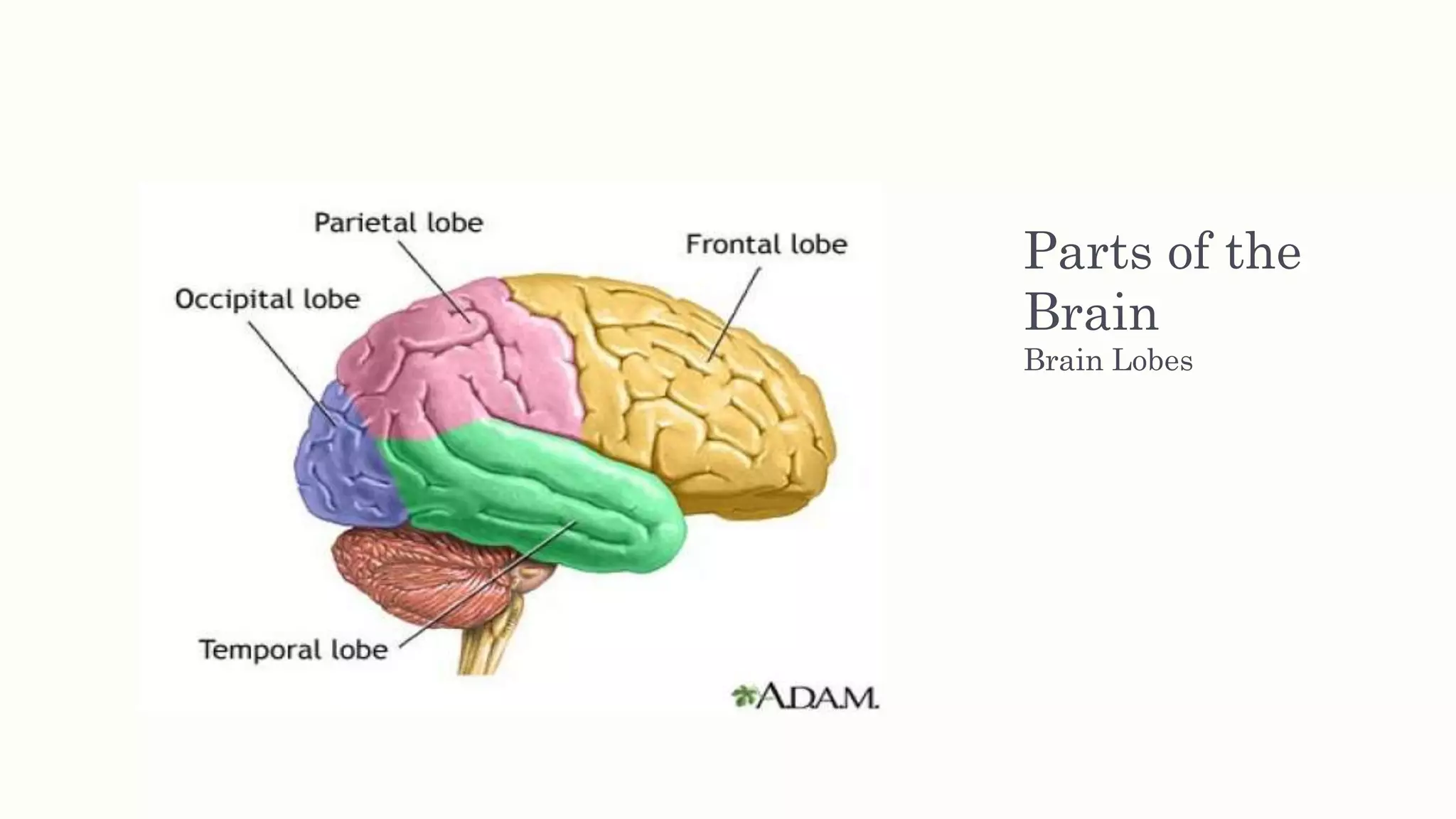 Parts of the
Brain
Brain Lobes
 