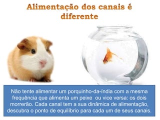 Não tente alimentar um porquinho-da-índia com a mesma
frequência que alimenta um peixe ou vice versa: os dois
morrerão. Cada canal tem a sua dinâmica de alimentação,
descubra o ponto de equilíbrio para cada um de seus canais.
 