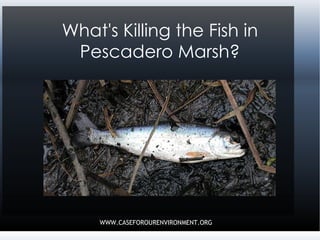 What's Killing the Fish in Pescadero Marsh? 