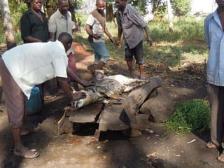 Value chain business models: The case of two centralized slaughter slabs established in Kamuli District