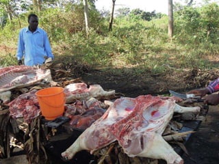 Value chain business models: The case of two centralized slaughter slabs established in Kamuli District