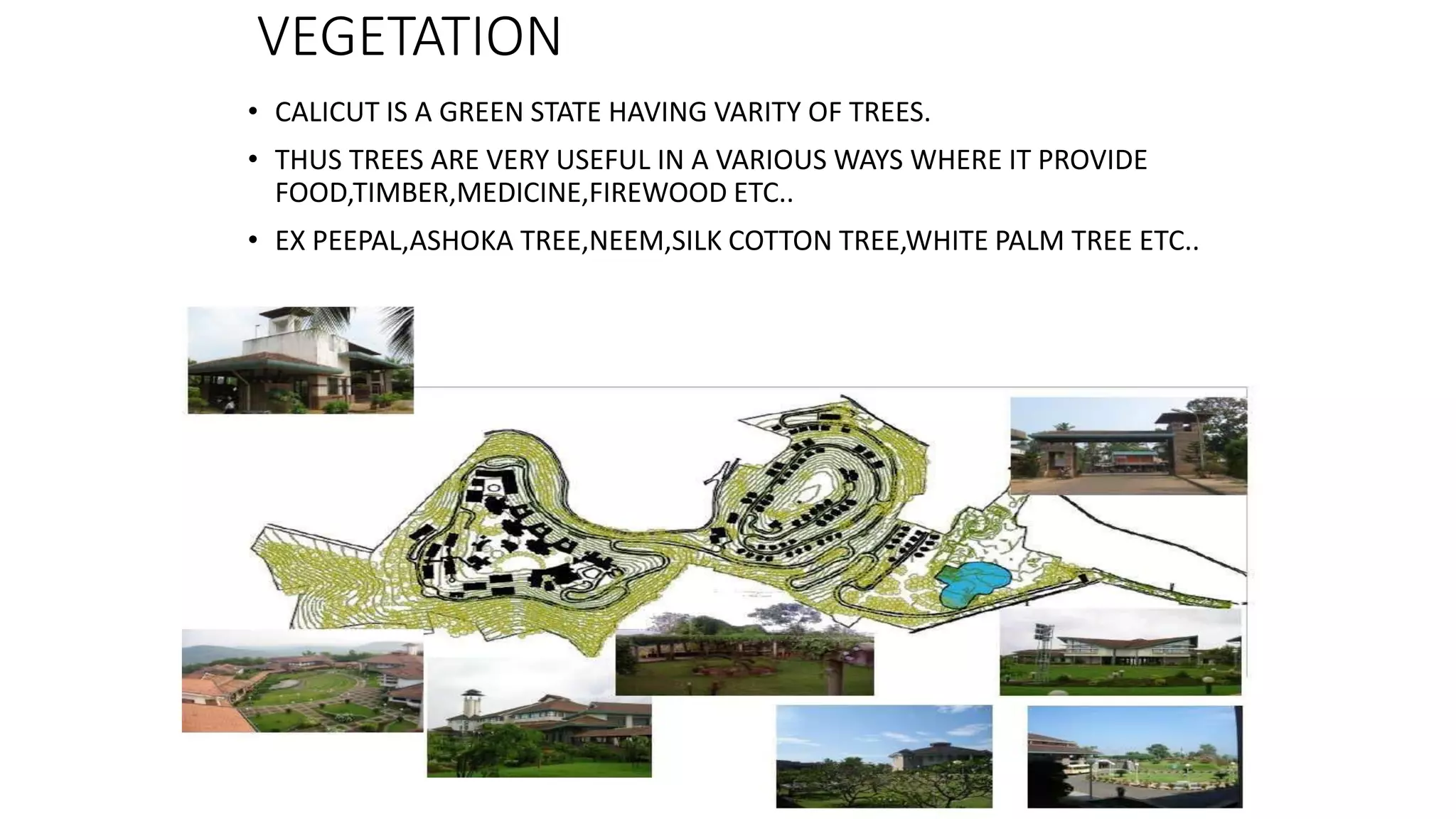 VEGETATION
• CALICUT IS A GREEN STATE HAVING VARITY OF TREES.
• THUS TREES ARE VERY USEFUL IN A VARIOUS WAYS WHERE IT PROVIDE
FOOD,TIMBER,MEDICINE,FIREWOOD ETC..
• EX PEEPAL,ASHOKA TREE,NEEM,SILK COTTON TREE,WHITE PALM TREE ETC..
 