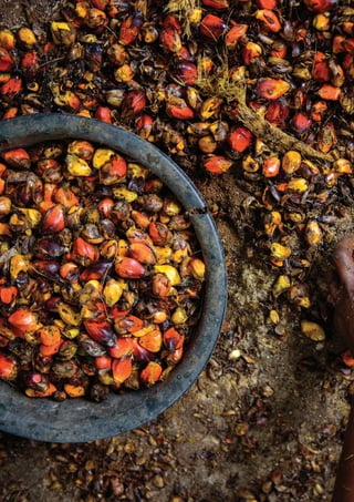 PAGE 2 | OIL PALM CASE STUDY
 