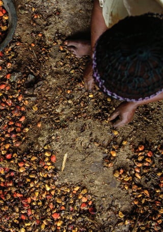 PAGE 23 | OIL PALM CASE STUDY
 