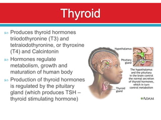    Produces thyroid hormones
    triiodothyronine (T3) and
    tetraiodothyronine, or thyroxine
    (T4) and Calcintonin
   Hormones regulate
    metabolism, growth and
    maturation of human body
   Production of thyroid hormones
    is regulated by the pituitary
    gland (which produces TSH –
    thyroid stimulating hormone)
 