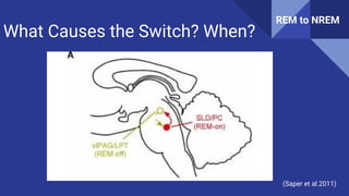 Neurobiology of sleep onset: the Sleep-wake switch | PDF