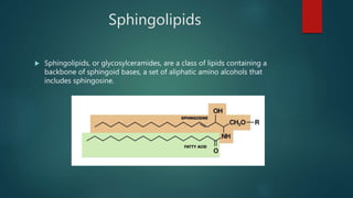 Sphingolipids
 Sphingolipids, or glycosylceramides, are a class of lipids containing a
backbone of sphingoid bases, a set of aliphatic amino alcohols that
includes sphingosine.
 