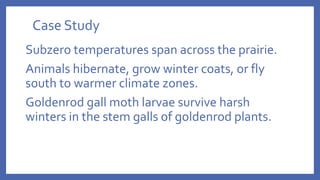 Case Study
Subzero temperatures span across the prairie.
Animals hibernate, grow winter coats, or fly
south to warmer climate zones.
Goldenrod gall moth larvae survive harsh
winters in the stem galls of goldenrod plants.
 