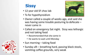 Sissy
• 12 year old SF choc lab
• Tx for hypothyroidism
• Owner called a couple of weeks ago, and said she
was having some trouble posturing to defecate –
never came in
• Called on emergency Sat night. Sissy was lethargic
and not taking food
• Recommended that she come in
• He wants to wait until Monday
• Sun morning – taking food
• Sunday aft – breathing hard, passing black stools,
vomiting coffee grounds, very weak
 