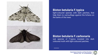 Biston betularia F.typica
light-coloured species with dark patches, that
help them to camouflage against the lichens on
the barks of the trees
Biston betularia F.carbonaria
sub species of F.typica mutated into dark
coloured moth with light-coloured patches.
Department of Genetics and Plant Breeding
GPB 607 (3+0) - Dr. K N Ganeshaiah
 