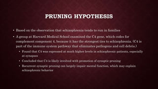 PRUNING HYPOTHESIS
• Based on the observation that schizophrenia tends to run in families
• A group at Harvard Medical School examined the C4 gene, which codes for
complement component 4, because it has the strongest ties to schizophrenia. (C4 is
part of the immune system pathway that eliminates pathogens and cell debris.)
• Found that C4 was expressed at much higher levels in schizophrenic patients, especially
at synapses
• Concluded that C4 is likely involved with promotion of synaptic pruning
• Recurrent synaptic pruning can largely impair mental function, which may explain
schizophrenic behavior
 