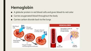 Hemoglobin
■ A globular protein in red blood cells and gives blood its red color
■ Carries oxygenated blood throughout the body
■ Carries carbon dioxide back to the lungs
 