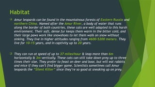 Case Study for Conservation of Amur Leopards.pptx