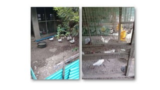 Current Environmental Health Status of the University Animal Farm of the University of the Philippines Los Baños: A Case Study 