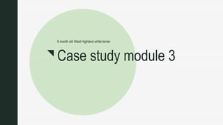 z
Case study module 3
6 month old West Highland white terrier
 
