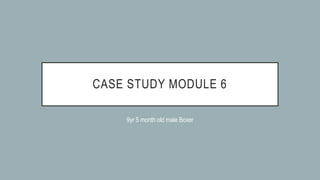CASE STUDY MODULE 6
9yr 5 month old male Boxer
 