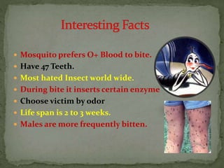  Mosquito prefers O+ Blood to bite.
 Have 47 Teeth.
 Most hated Insect world wide.
 During bite it inserts certain enzyme
 Choose victim by odor
 Life span is 2 to 3 weeks.
 Males are more frequently bitten.
 