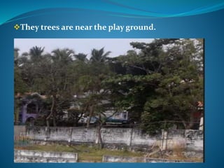 They trees are near the play ground.
 