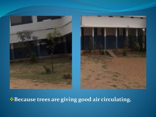 Because trees are giving good air circulating.
 