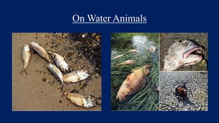 On Water Animals
 