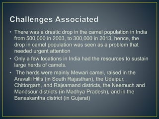Camel Problem Case Study on Amul camel Milk.pptx