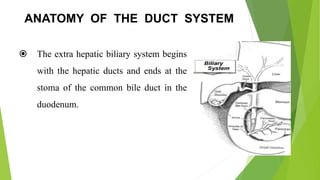 ANATOMY OF THE DUCT SYSTEM
 The extra hepatic biliary system begins
with the hepatic ducts and ends at the
stoma of the common bile duct in the
duodenum.
 