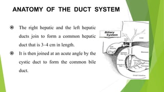 ANATOMY OF THE DUCT SYSTEM
 The right hepatic and the left hepatic
ducts join to form a common hepatic
duct that is 3–4 cm in length.
 It is then joined at an acute angle by the
cystic duct to form the common bile
duct.
 