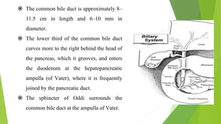  The common bile duct is approximately 8–
11.5 cm in length and 6–10 mm in
diameter.
 The lower third of the common bile duct
curves more to the right behind the head of
the pancreas, which it grooves, and enters
the duodenum at the hepatopancreatic
ampulla (of Vater), where it is frequently
joined by the pancreatic duct.
 The sphincter of Oddi surrounds the
common bile duct at the ampulla of Vater.
 